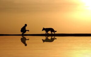 dog, man, water, reflection, silhouette, sunset, lake, river, shadow, pet, animal, nature, leash, friendship, master, owner, orange nature, orange water, orange dog, orange animals, orange sunset, orange river, orange pets, orange lake, orange natural, orange friendship, master, master, master, master, master