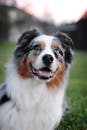 Happy Australian Shepherd dog with blue and brown eyes in a grassy outdoor setting.